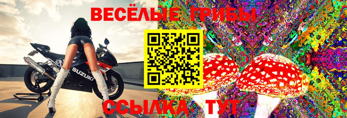Сальск  Псилоцибиновые грибы Cubensis  где купить   Вход с VPN 
